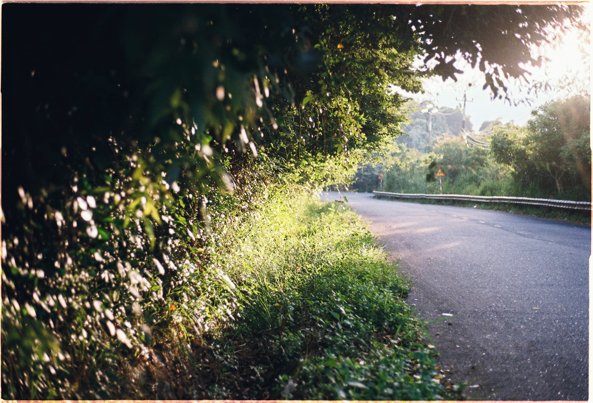 Cuộc sống không chỉ là sự sinh tồn của kẻ mạnh nhất 585 – khoa hoc, sinh hoc, sinh ton, cay coi, tien hoa, cay coi sinh ton.