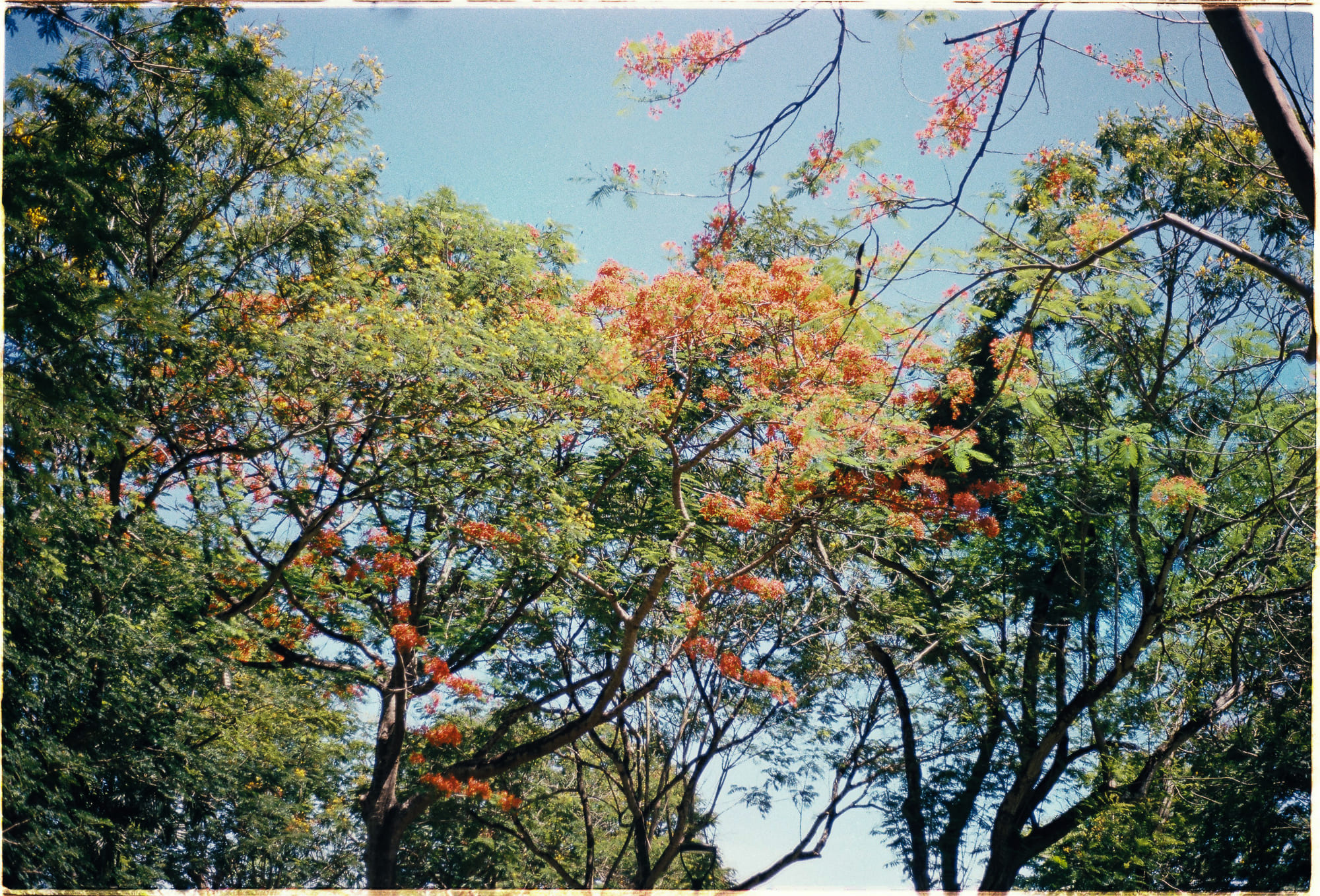 Một lục địa đã biến mất như thế nào? 307 – khoa hoc, dia ly, luc dia, luc dia bien mat, khao co.