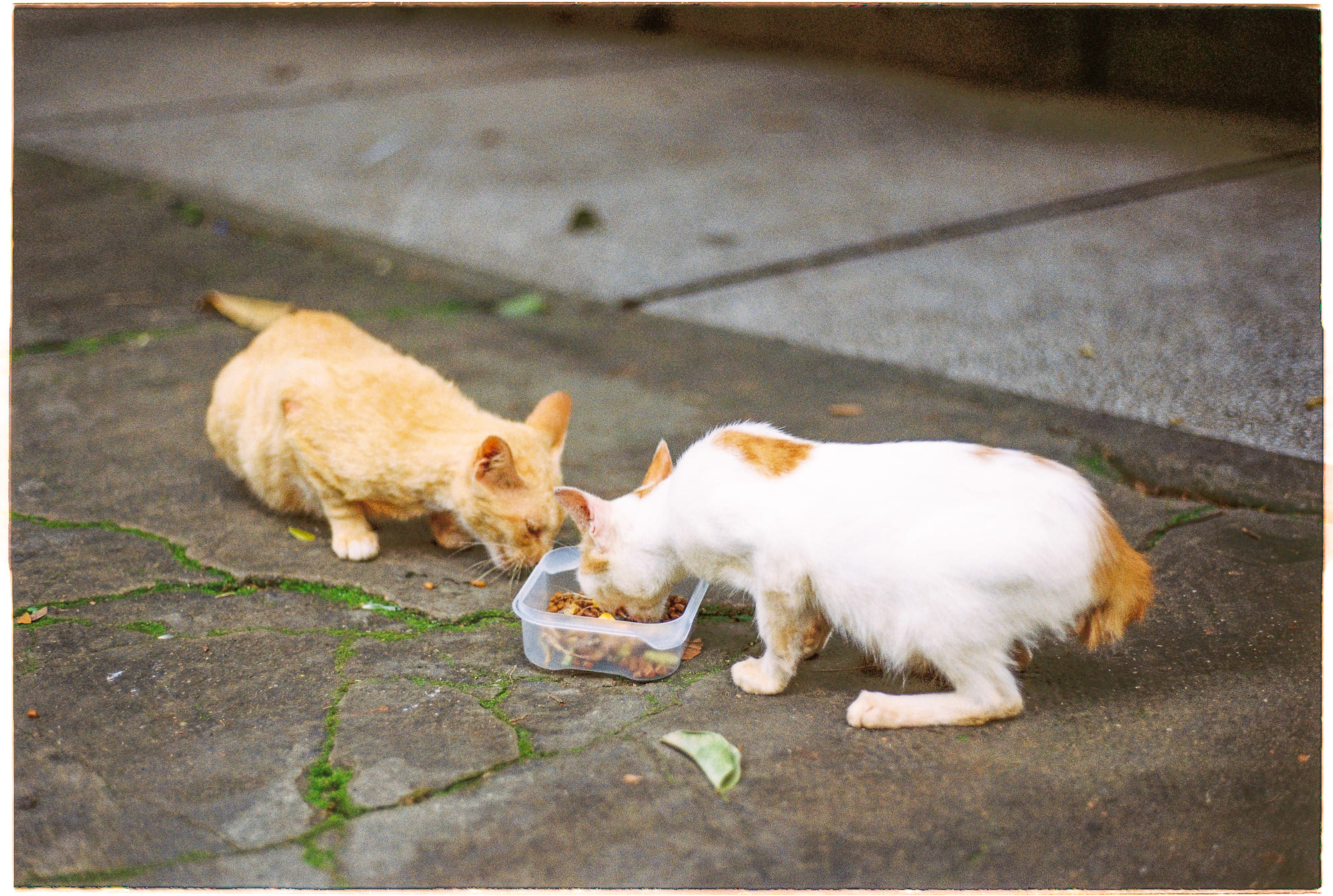 Gián đang tiến hóa để trở nên bất khả chiến bại Gián đang tiến hóa để trở nên bất khả chiến bại 264 – khoa hoc, dong vat, gian, tien hoa, gian bat tu, con trung, tien hoa loai gian.